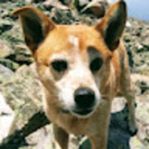 Meet your Posher, Lorri and chris